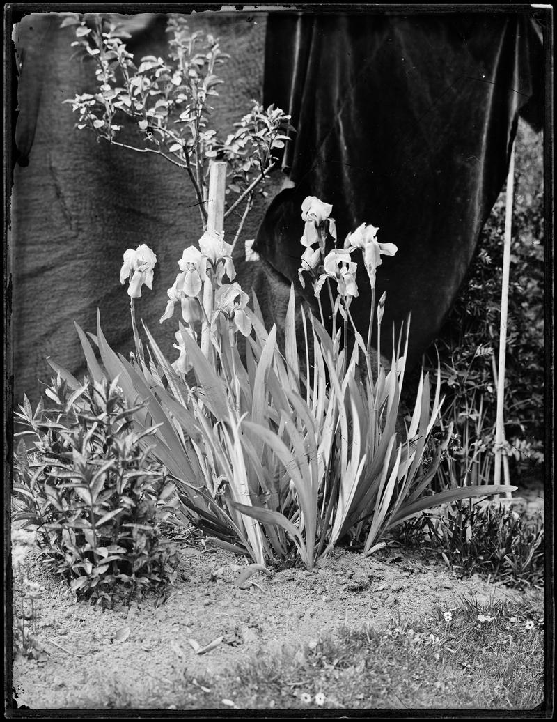 Iris Germanica (glass negative)