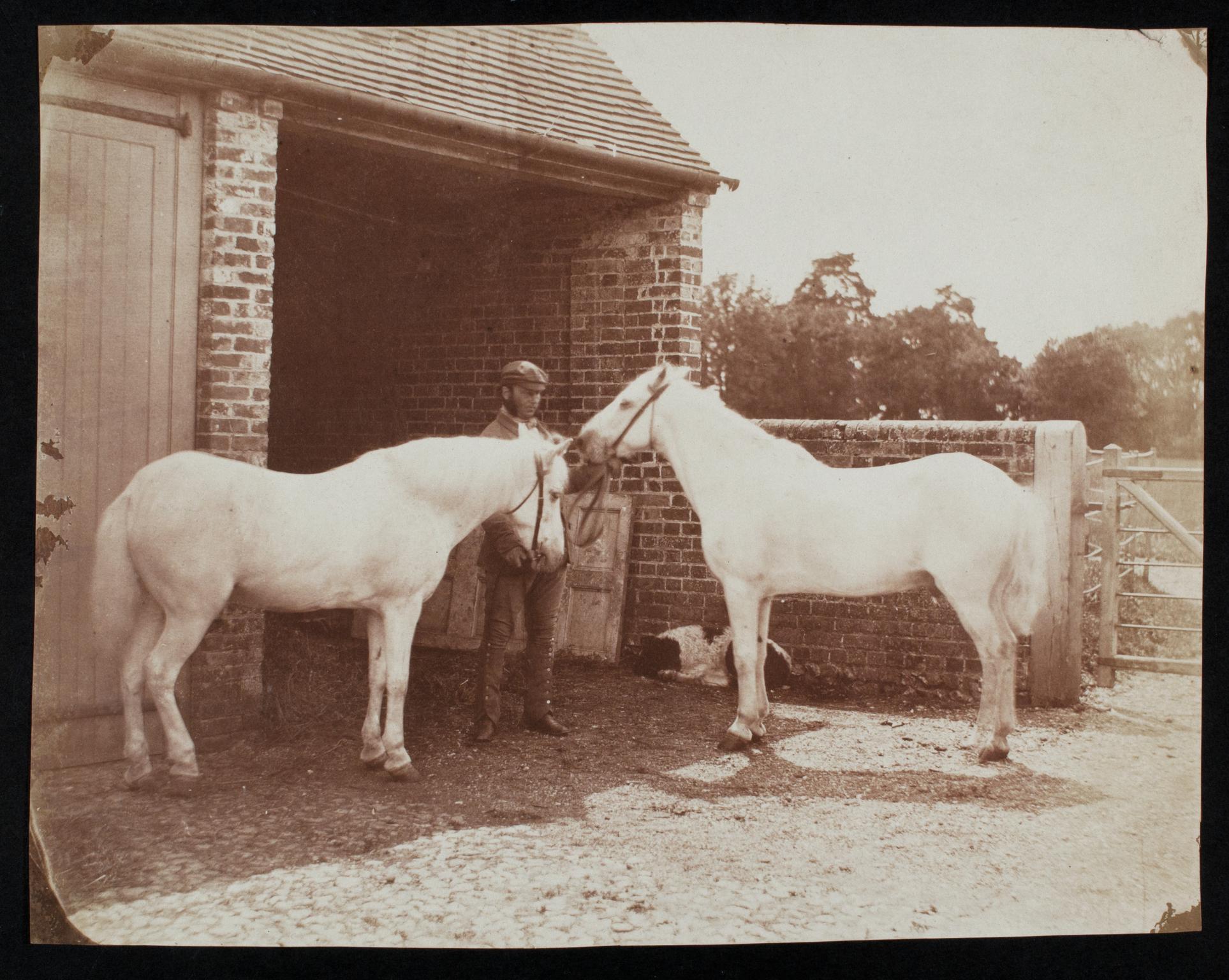 Groom with two white horses, photograph