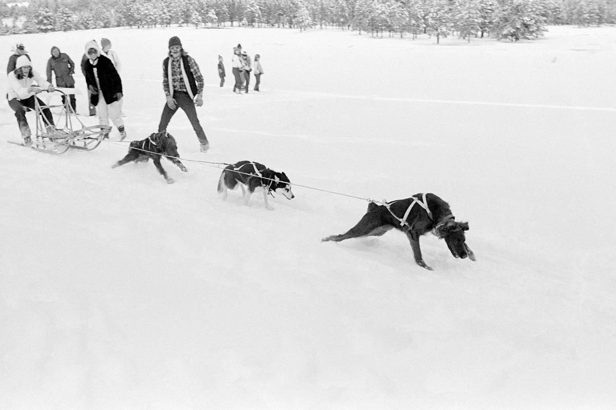 USA. ARIZONA. Alpine. Sledge-dog races. 1980.