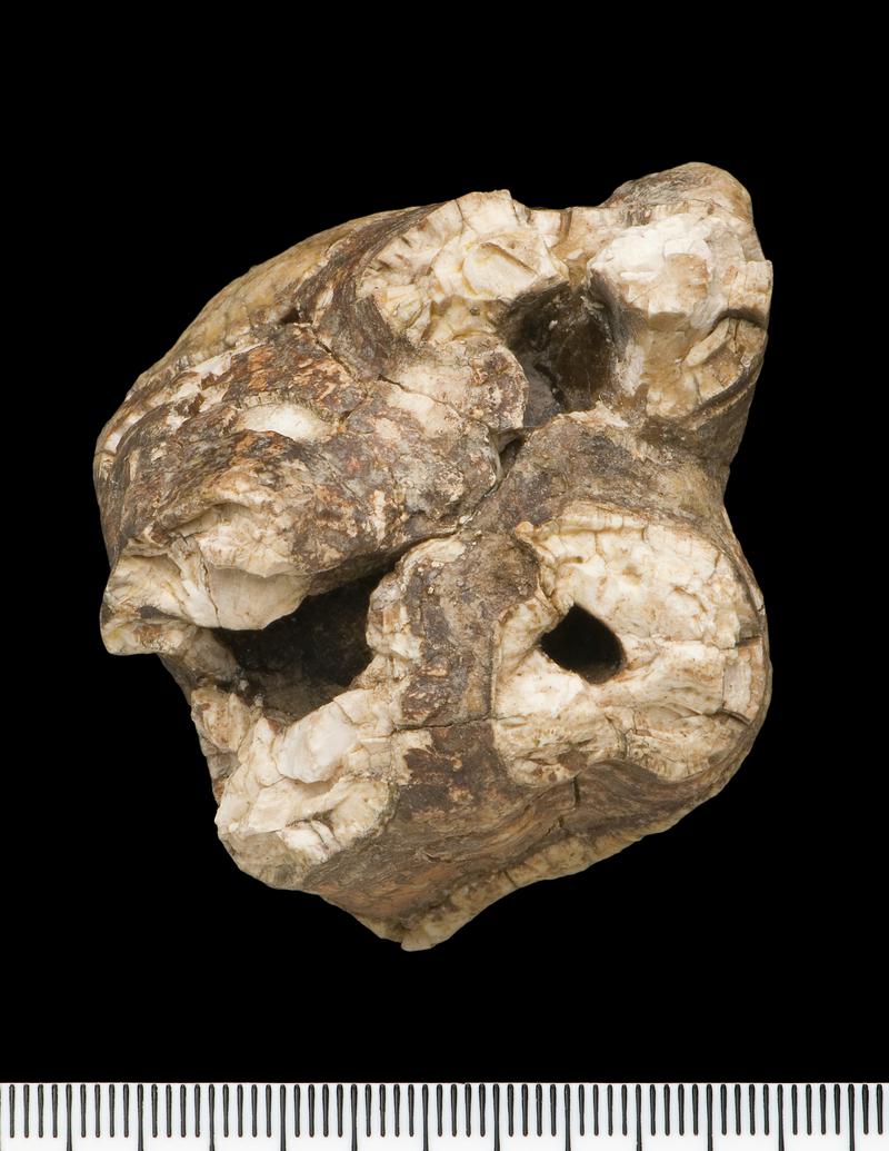 Pleistocene woolly rhinoceros tooth