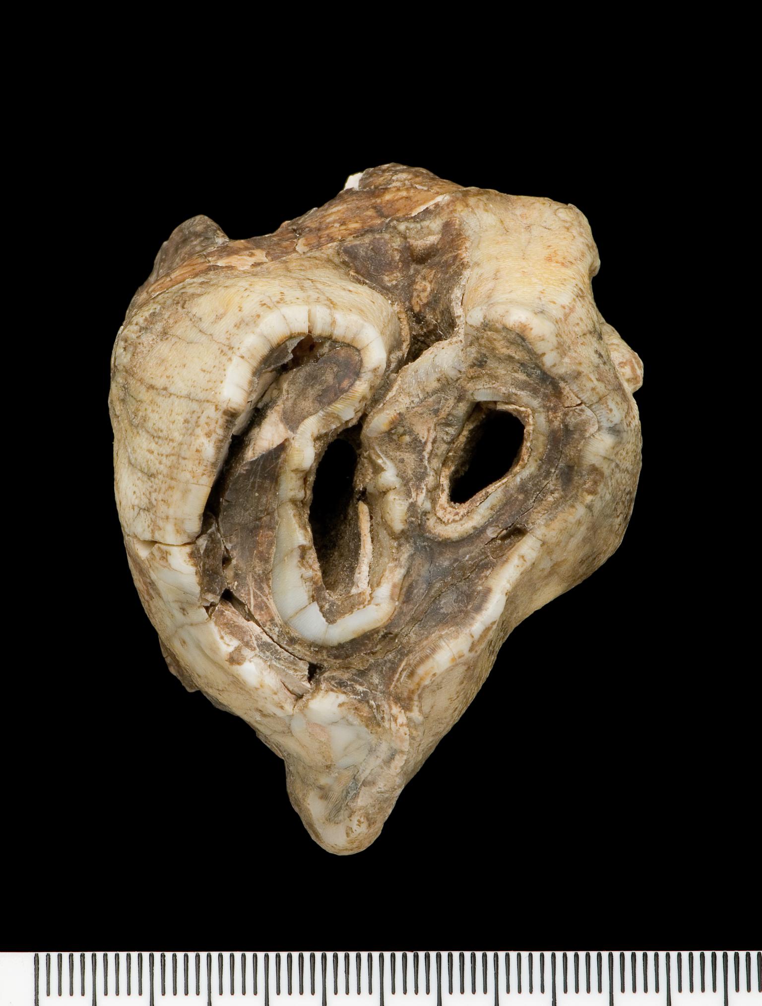 Pleistocene woolly rhinoceros tooth