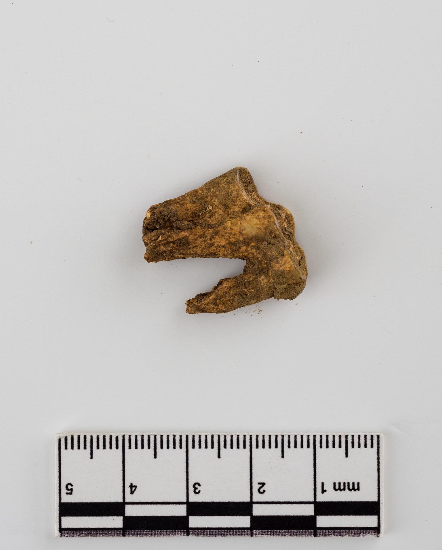 Pleistocene/Holocene sheep/chamois tooth