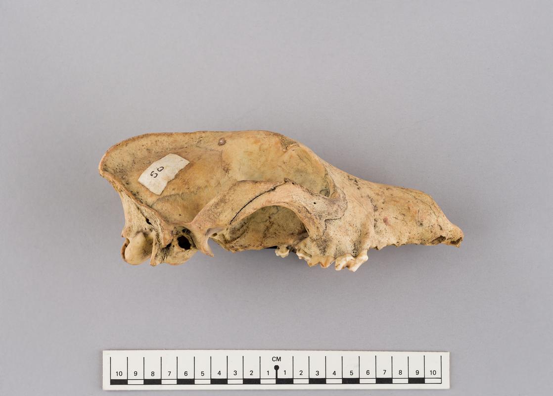 Holocene dog bone