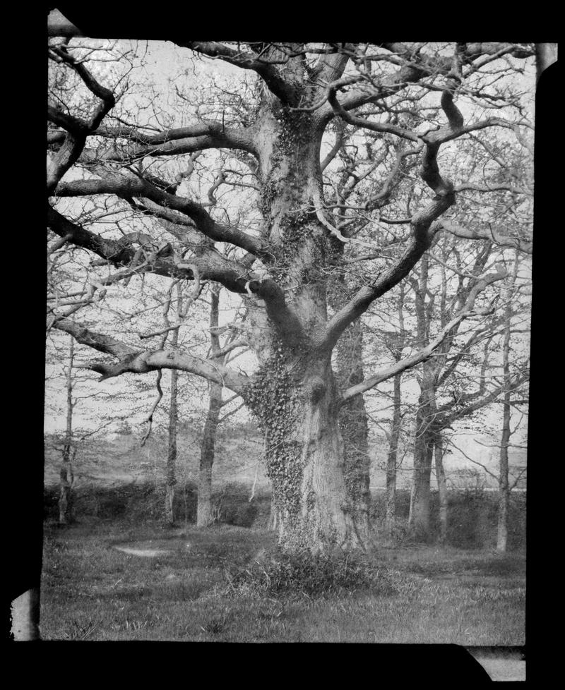 trees at Penllergare, negative