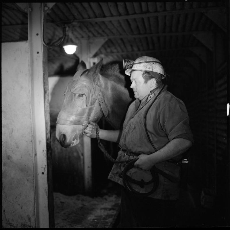 Black and white film negative showing a pit pony and ostler at the underground stables, Lady Windsor Colliery.  Appears to be identical to 2009.3/1351.
