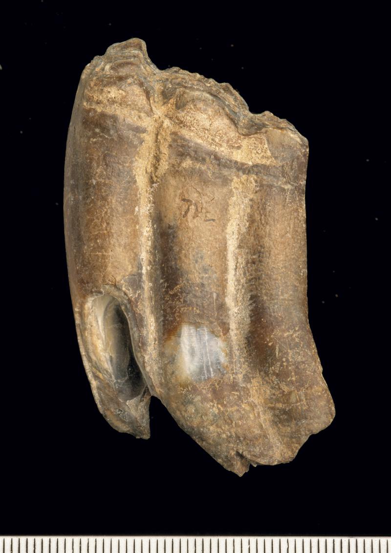 Pleistocene horse tooth