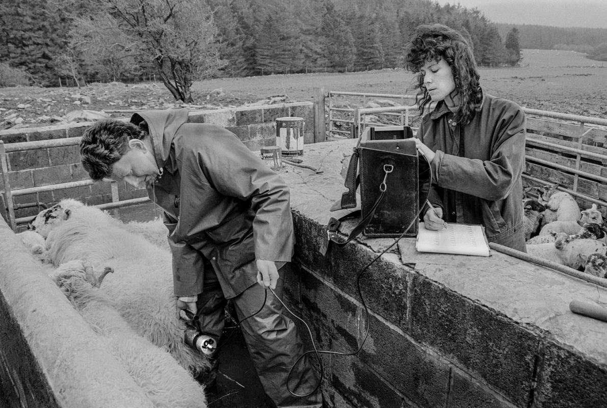 GB. WALES. Yspyty Ifan. Testing for radiation fall-out. Dewie Jones farm. 1994.