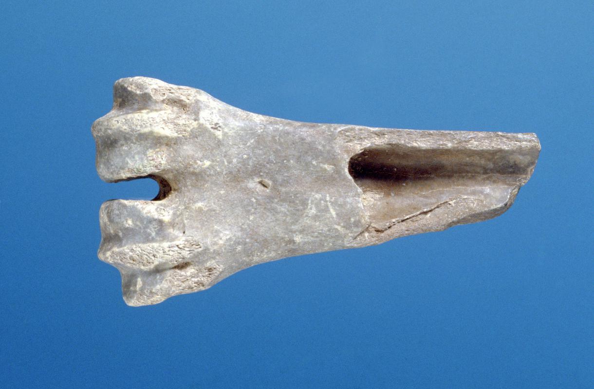 Gnawed reindeer metacarpal . Pontnewydd Cave