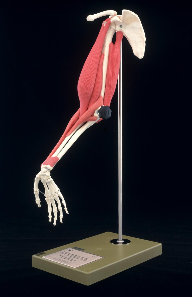 Anatomical model of a human arm
