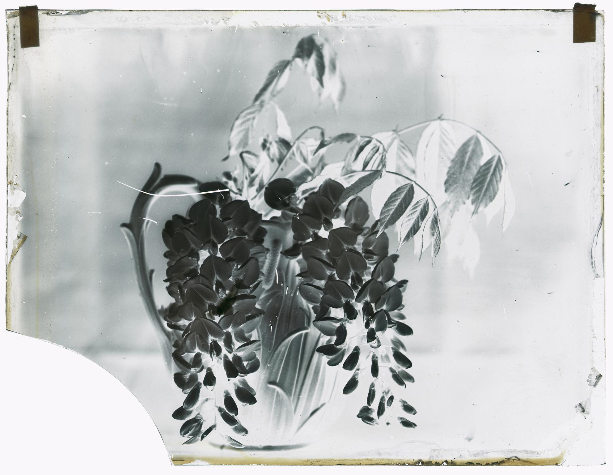 Vase of wisteria, glass negative