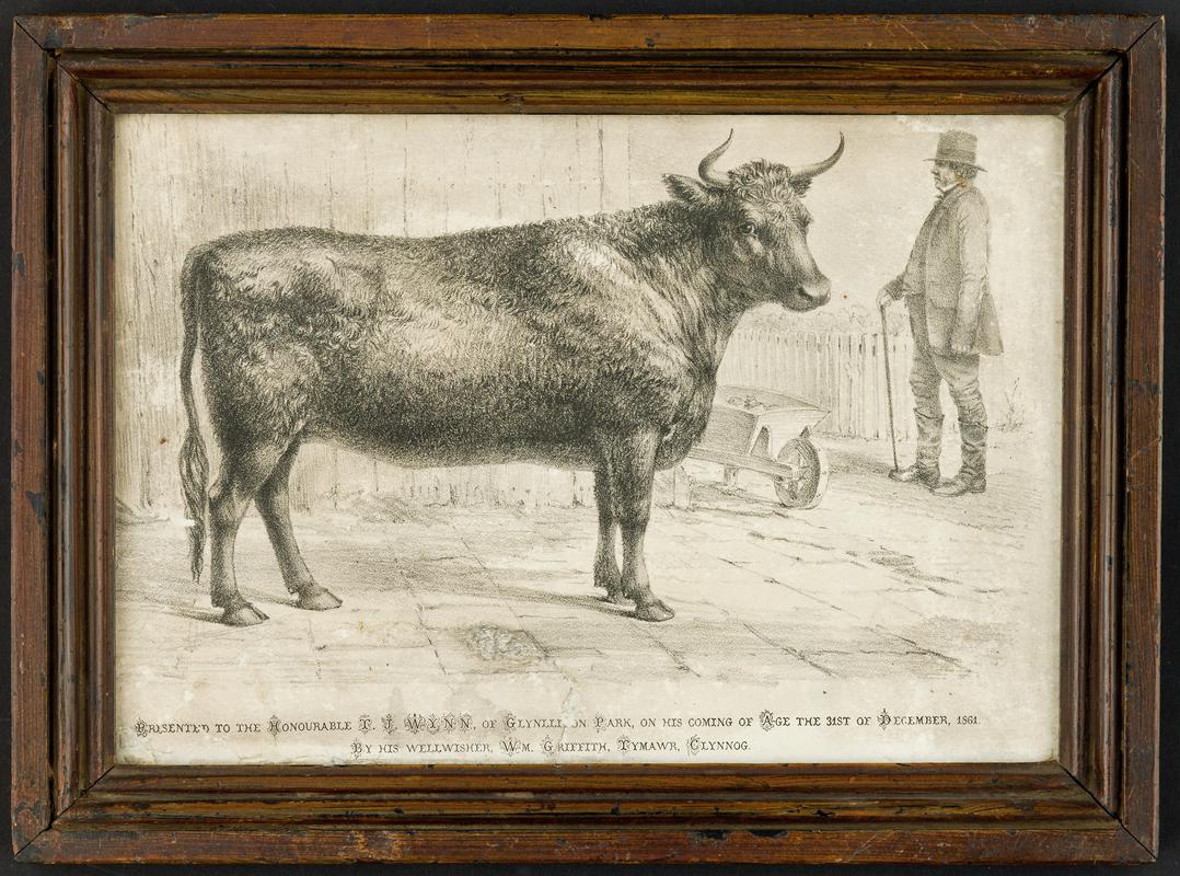 Lithograph of a cow Presented to Hon. T.J. Wynn of Glynllifon Park on his coming of age