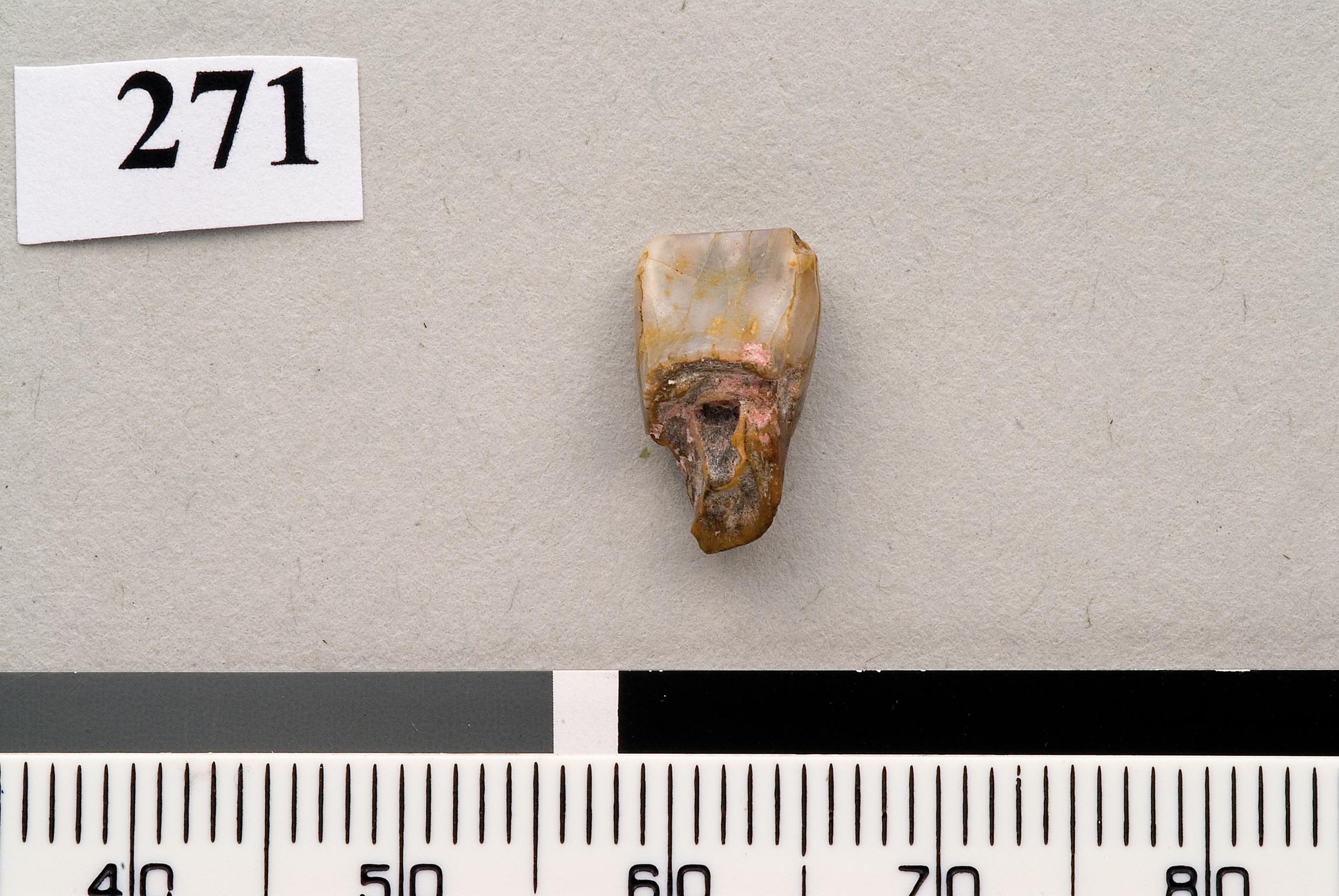 Lower Palaeolithic Neanderthal incisor