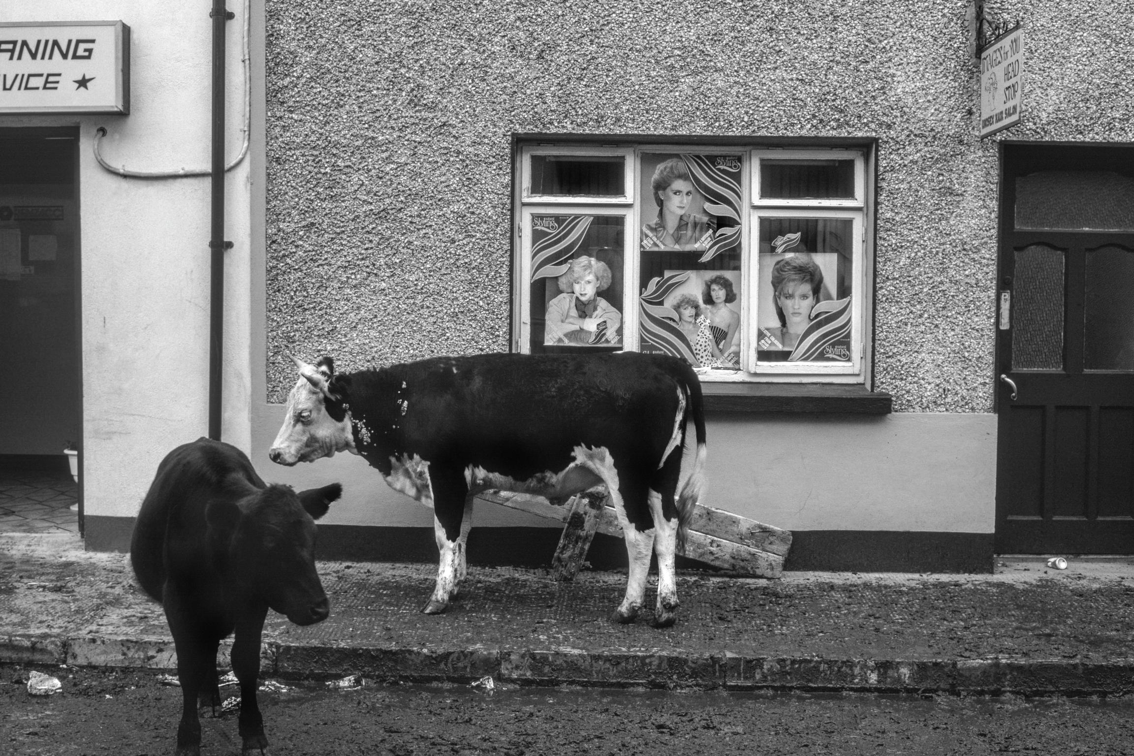 The cattle fair is traditionally on a Saturday. One sees the strange sight of cattle being sold in the open streets. Killarney. Ireland