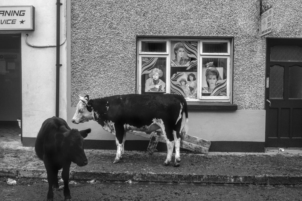 IRELAND. Killarney. The cattle fair is traditionally on a Saturday. One sees the strange sight of cattle being sold in the open streets. 1984.