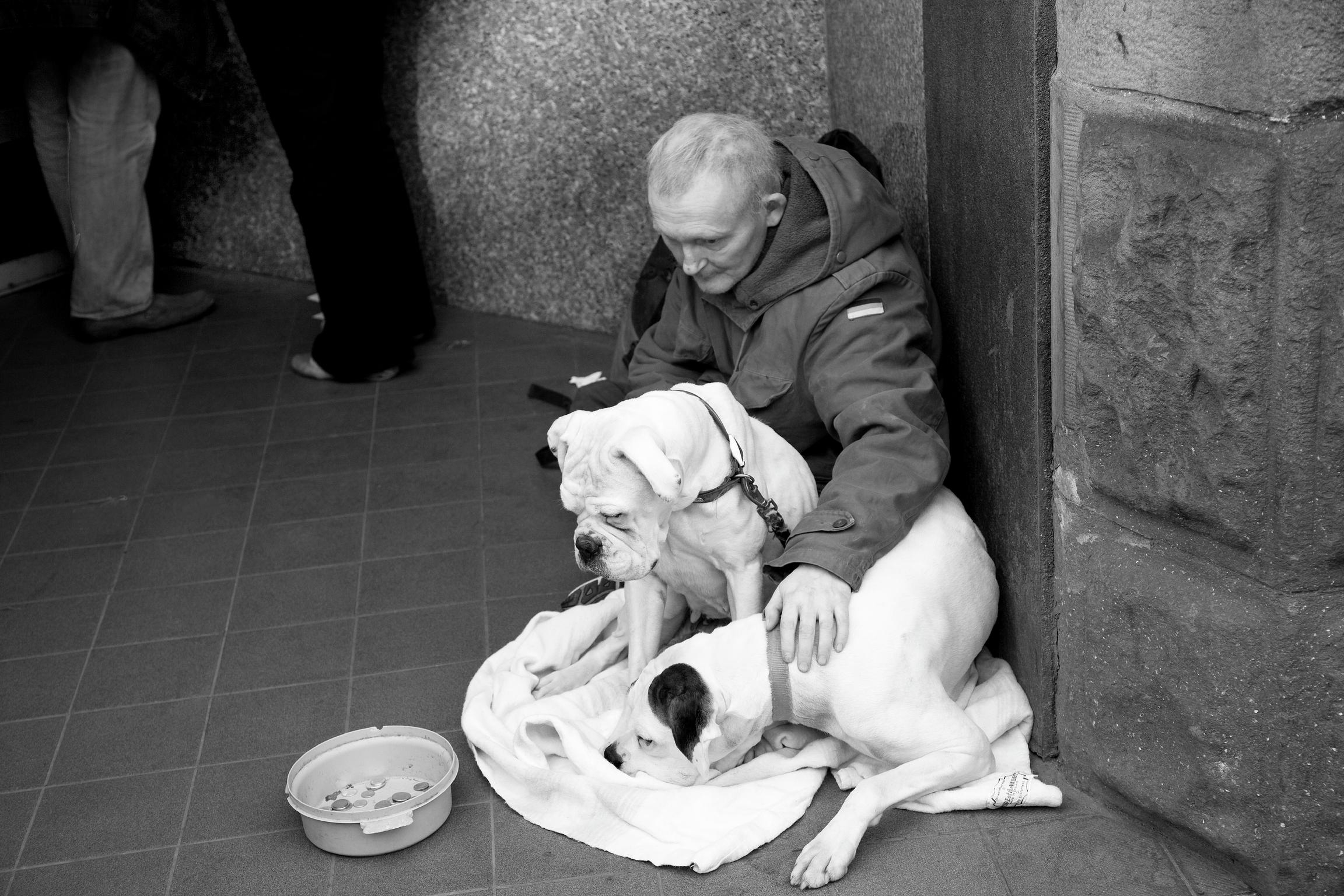 Living rough. Elderly man and his two, well looked after, dogs forced to beg on the streets of Cardiff, Wales