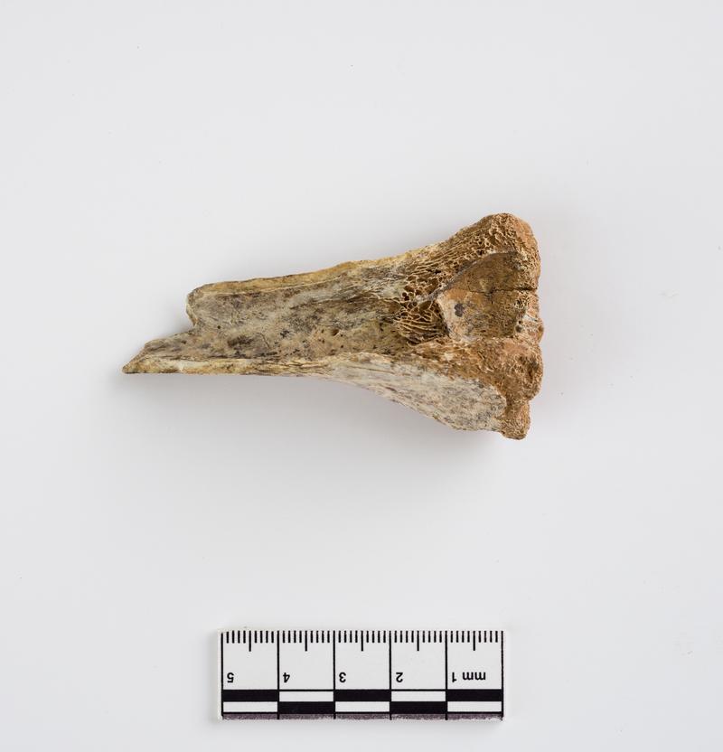 Pleistocene reindeer bone