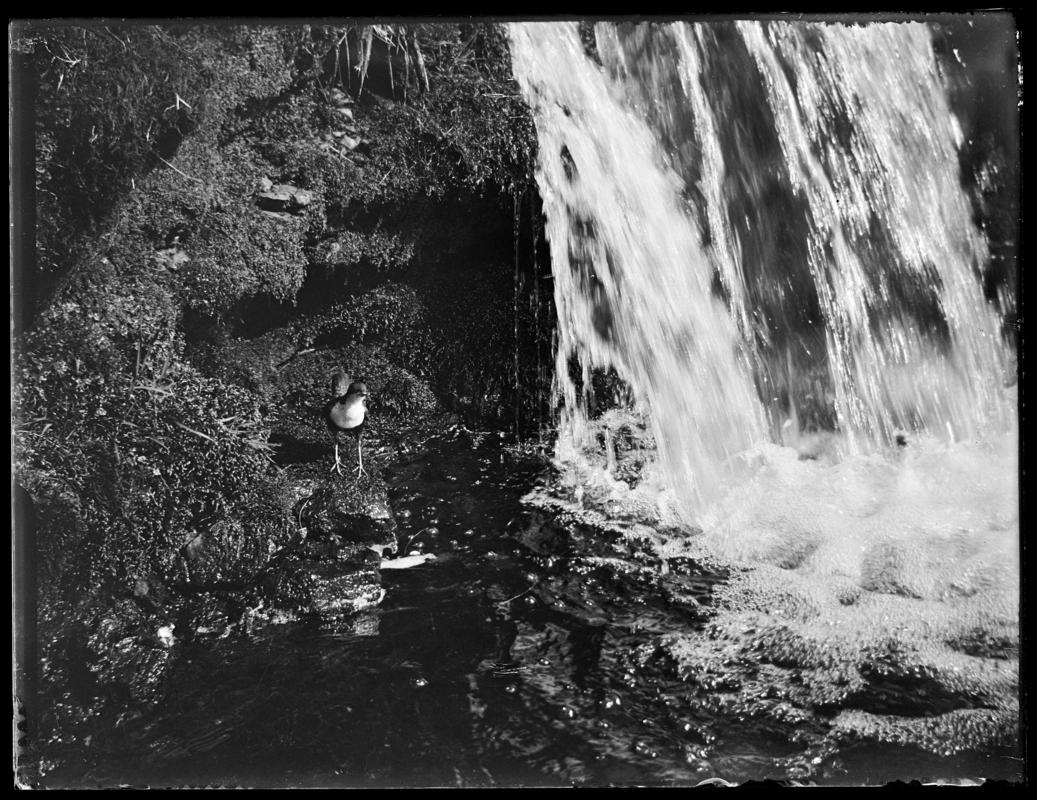 Dipper, glass negative