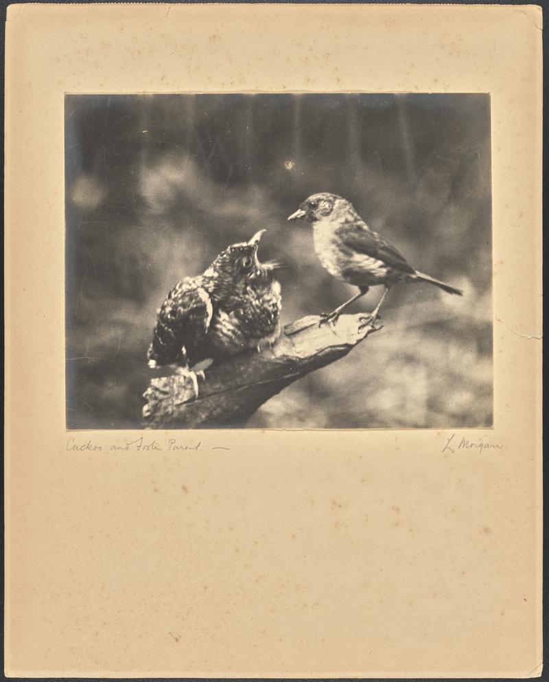 Young Cuckoo and Foster Parent 1920