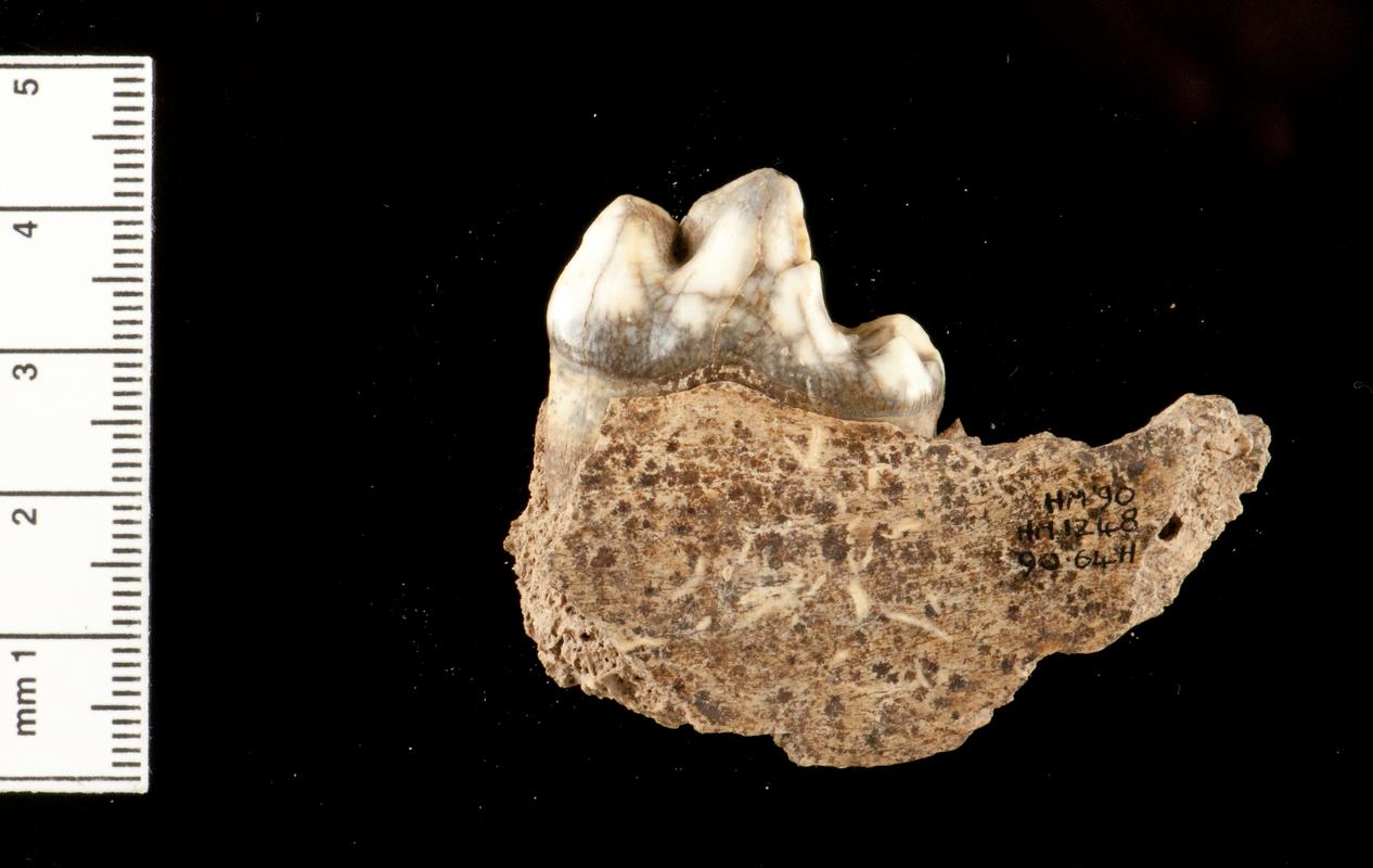 Pleistocene wolf bone