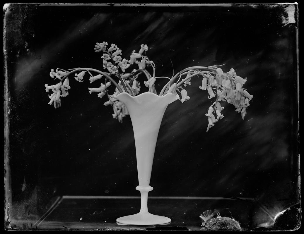 vase of bluebells, glass negative