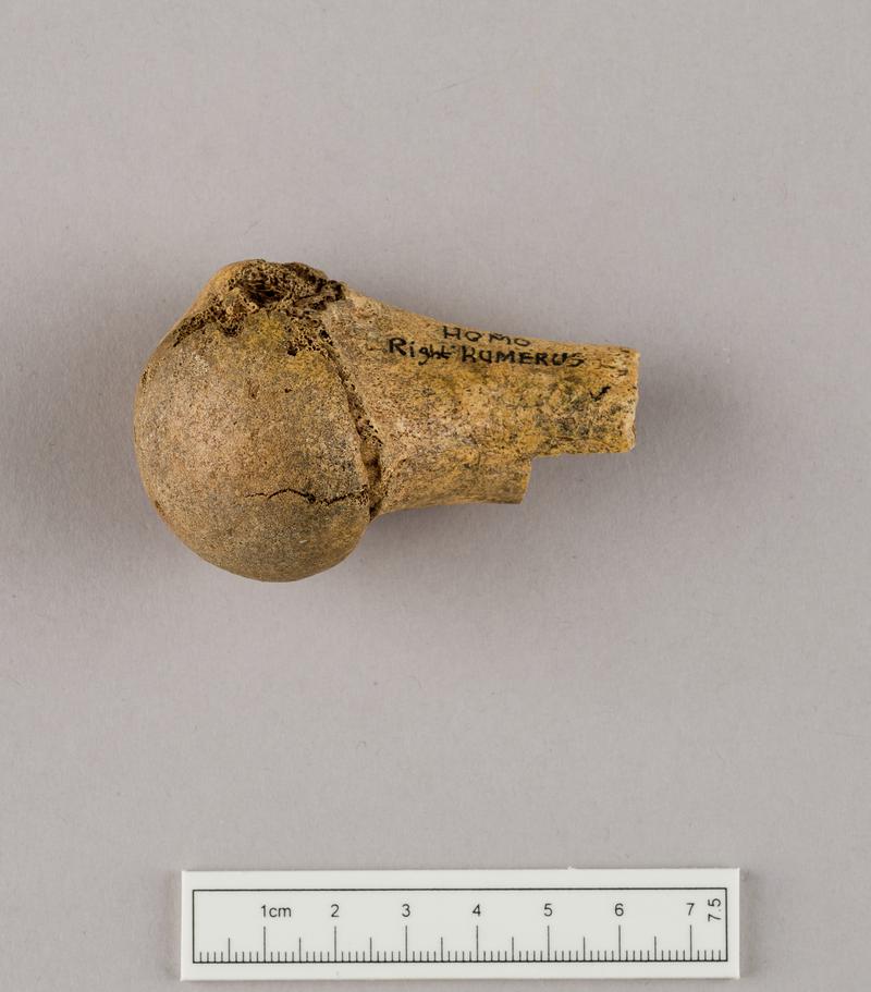 Prehistoric human bone