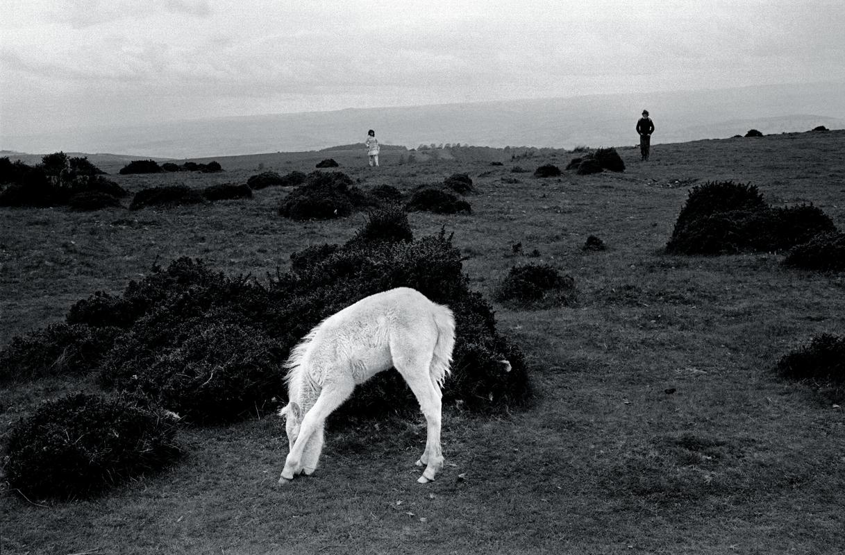 GB. WALES. Brecon Beacons. Wild pony colt. Cold tourists in the rain in the background. 1974.