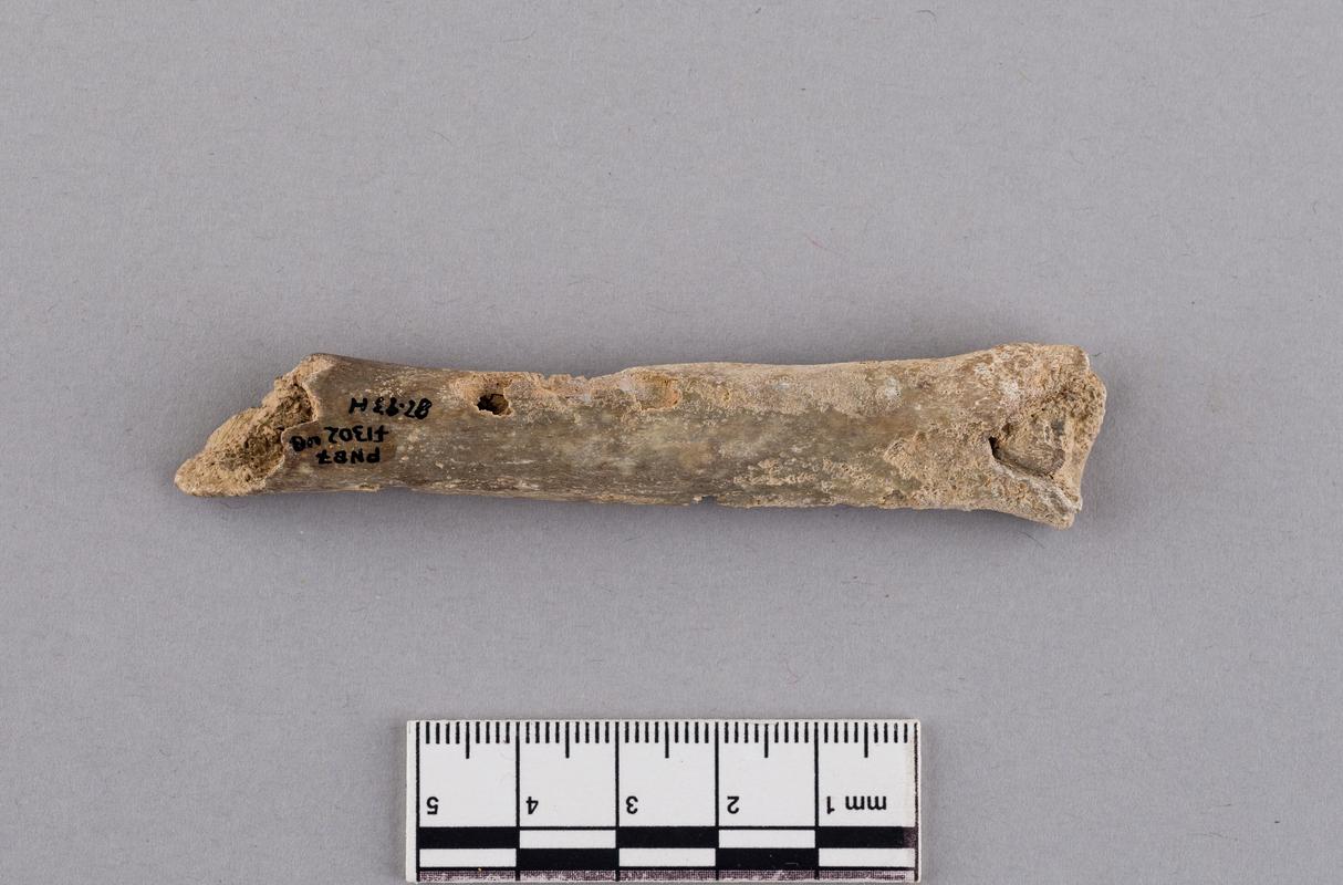 Pleistocene wolf bone