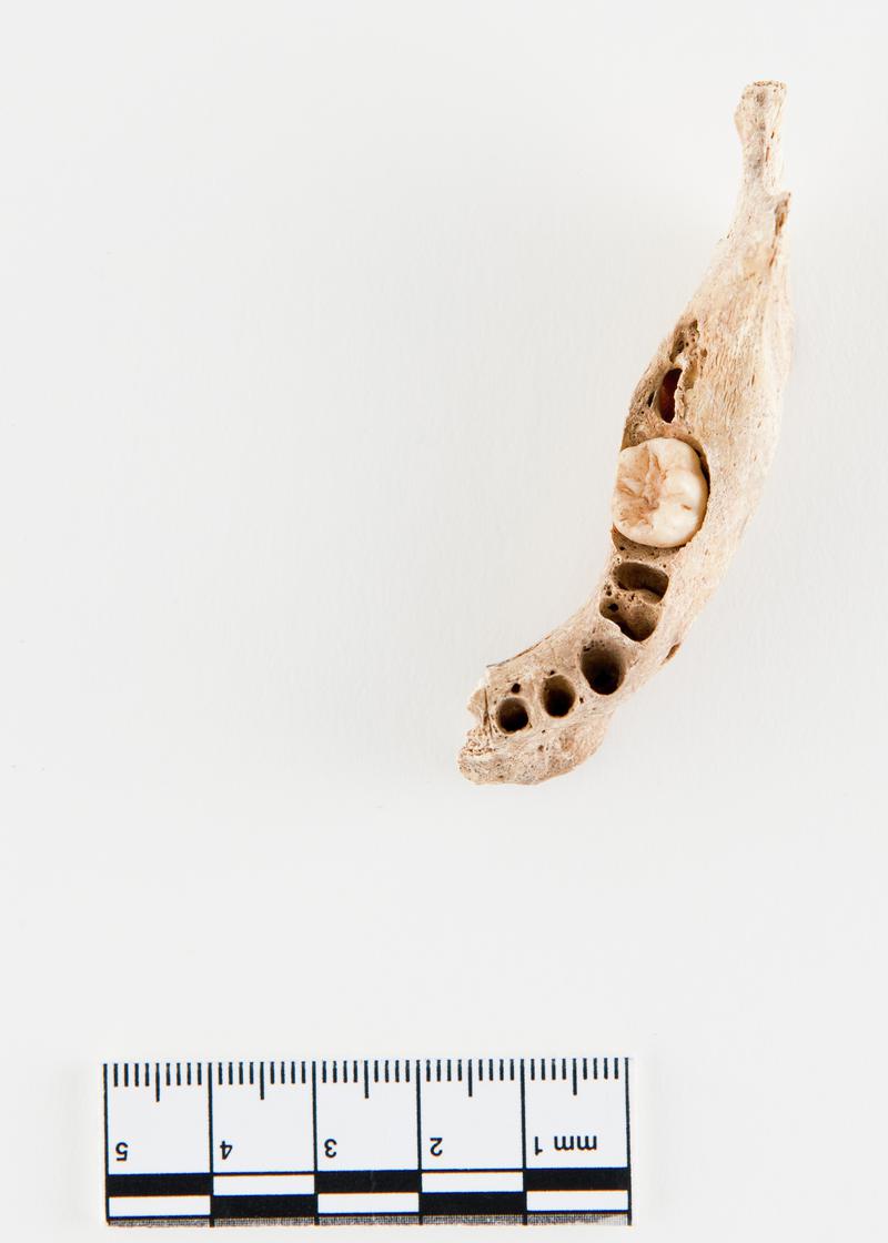 human mandible - fragment