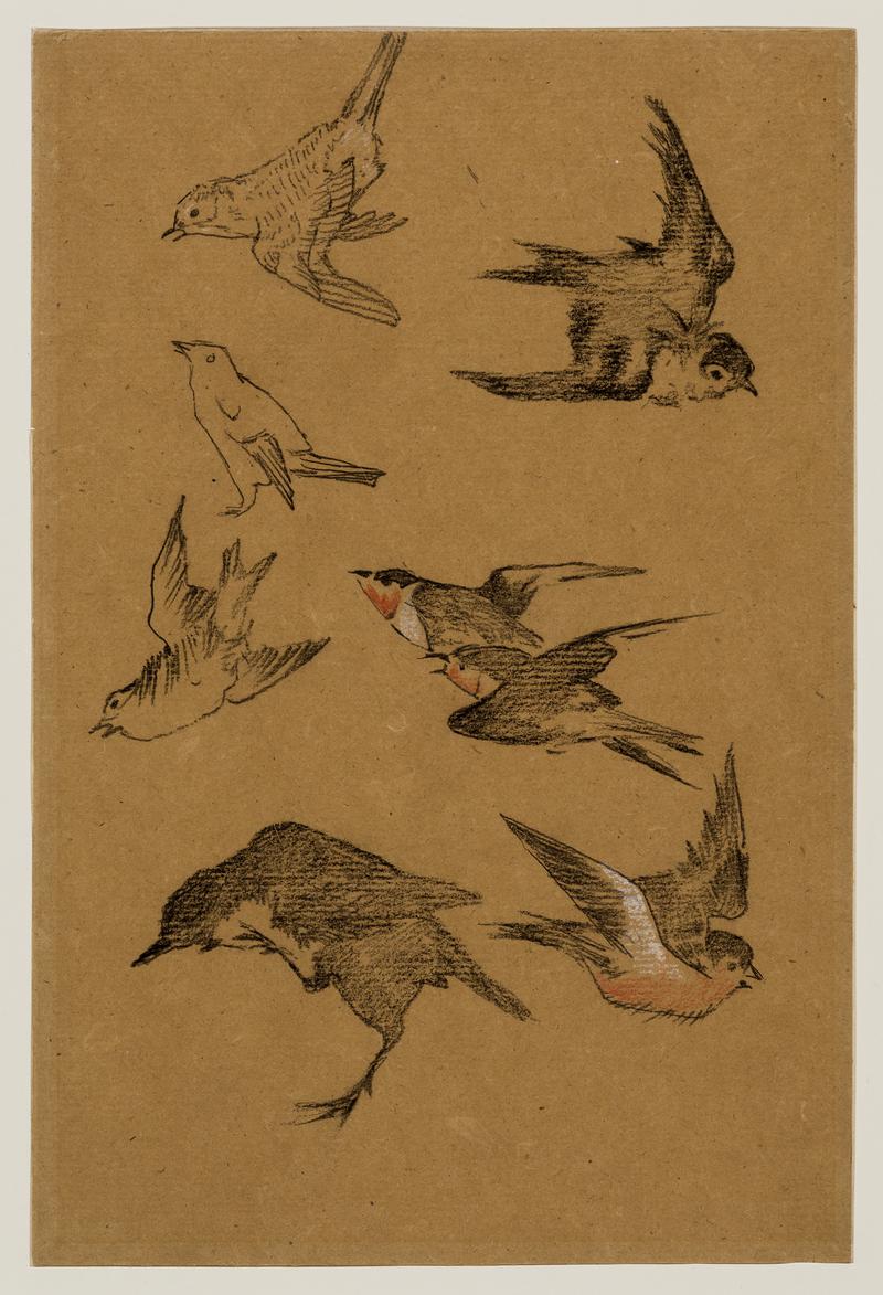 Drawings of birds