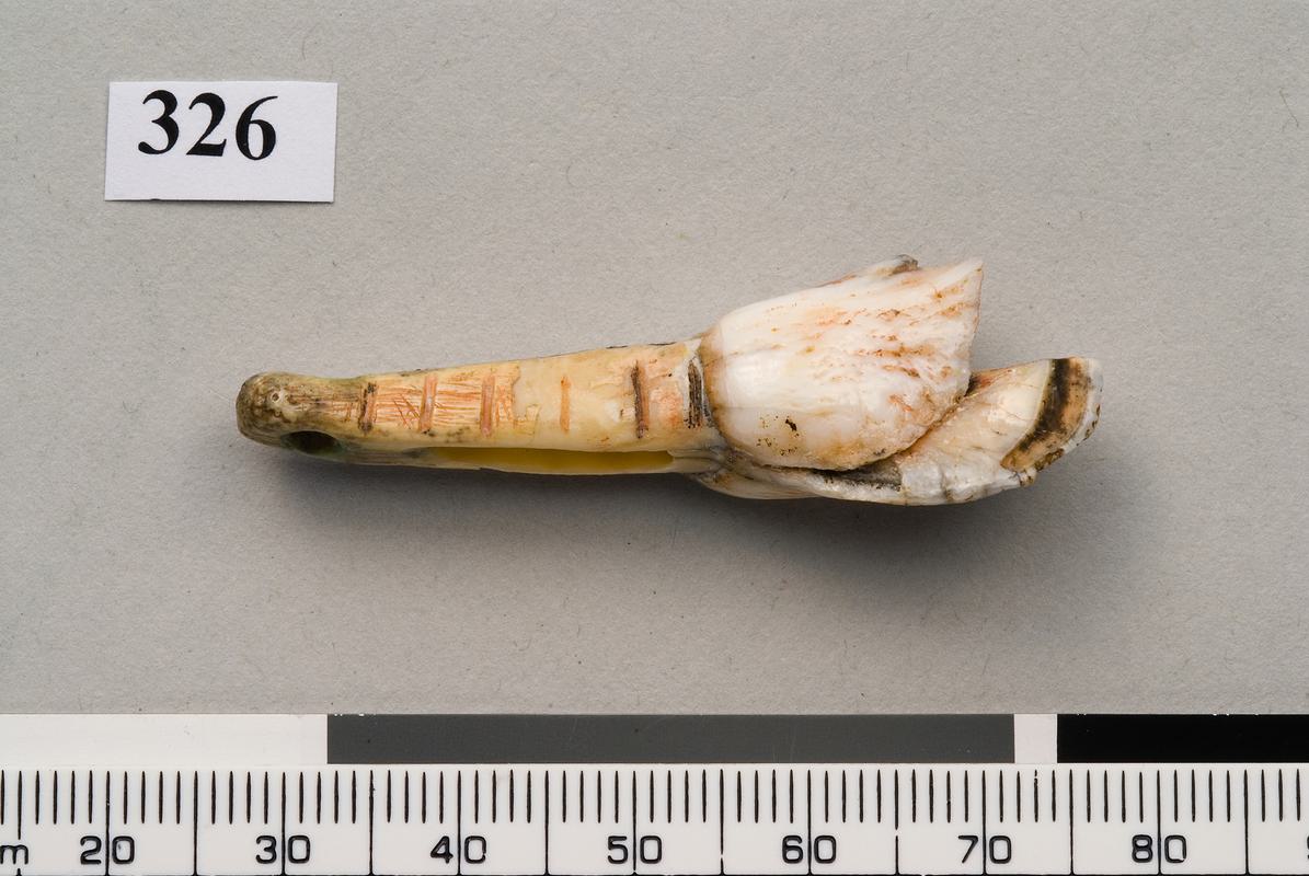 Upper Palaeolithic perforated tooth