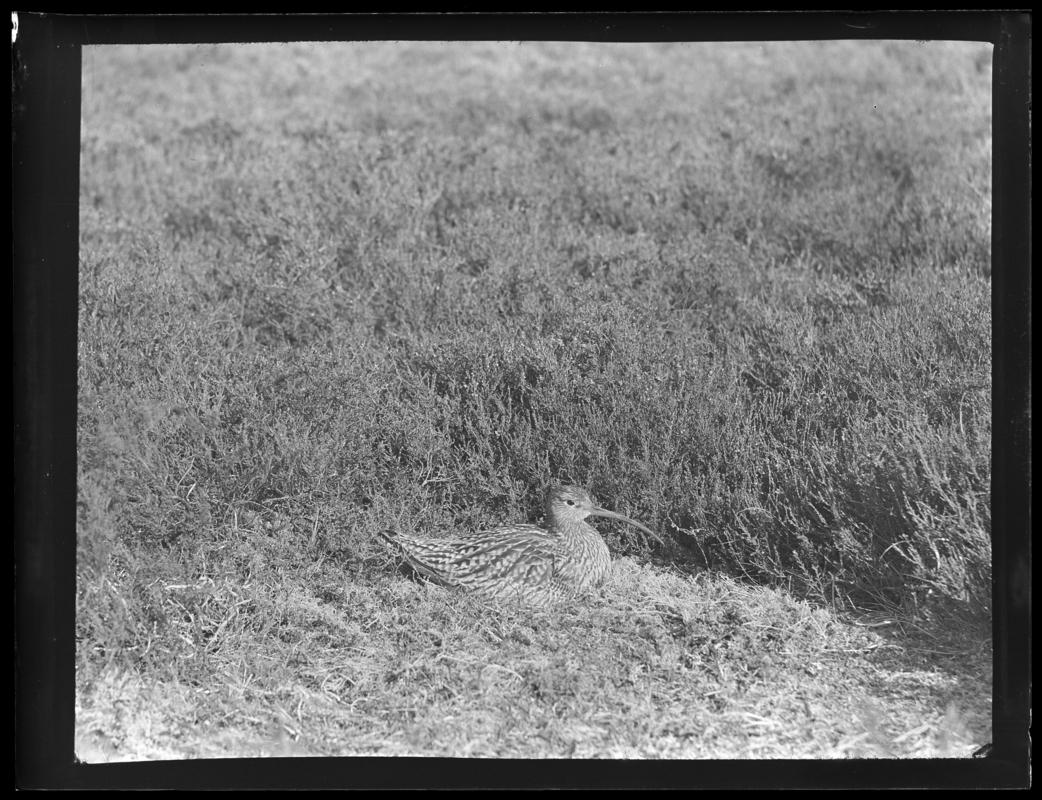 Curlew, glass negative