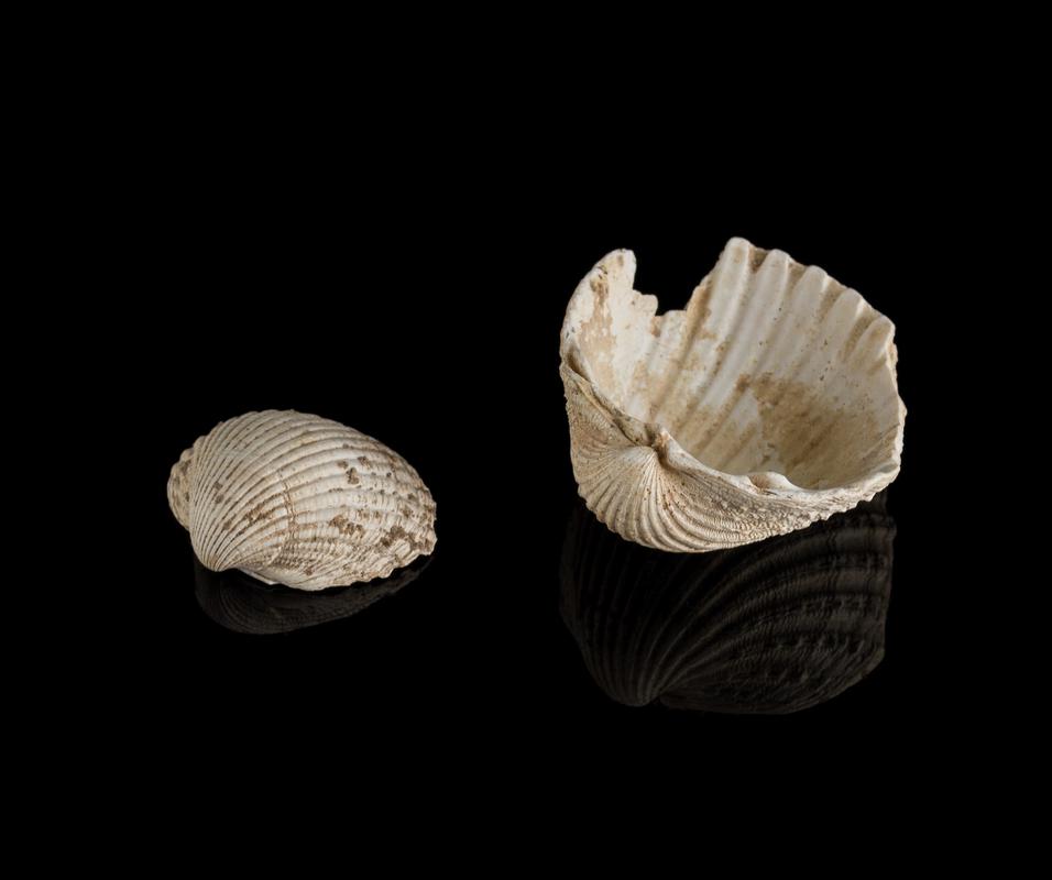 Roman cockle shells