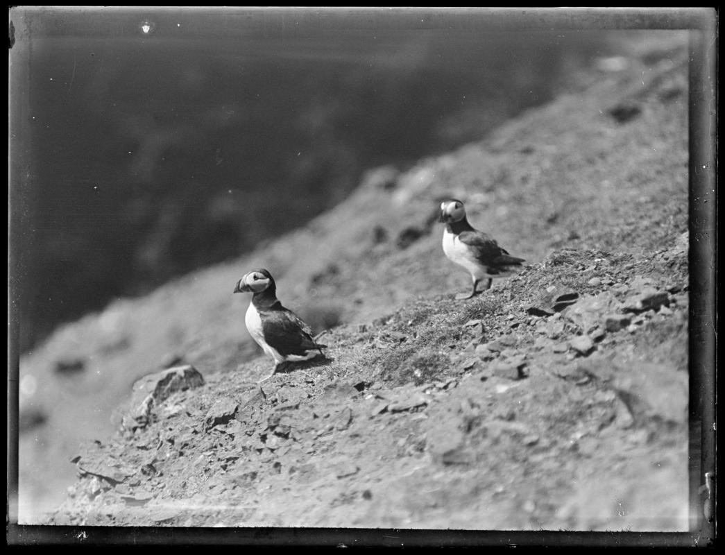 Puffins, glass negative