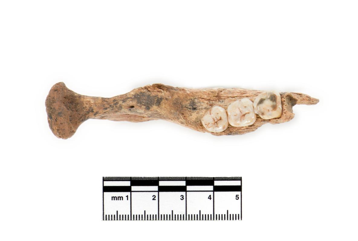 Neolithic human remains