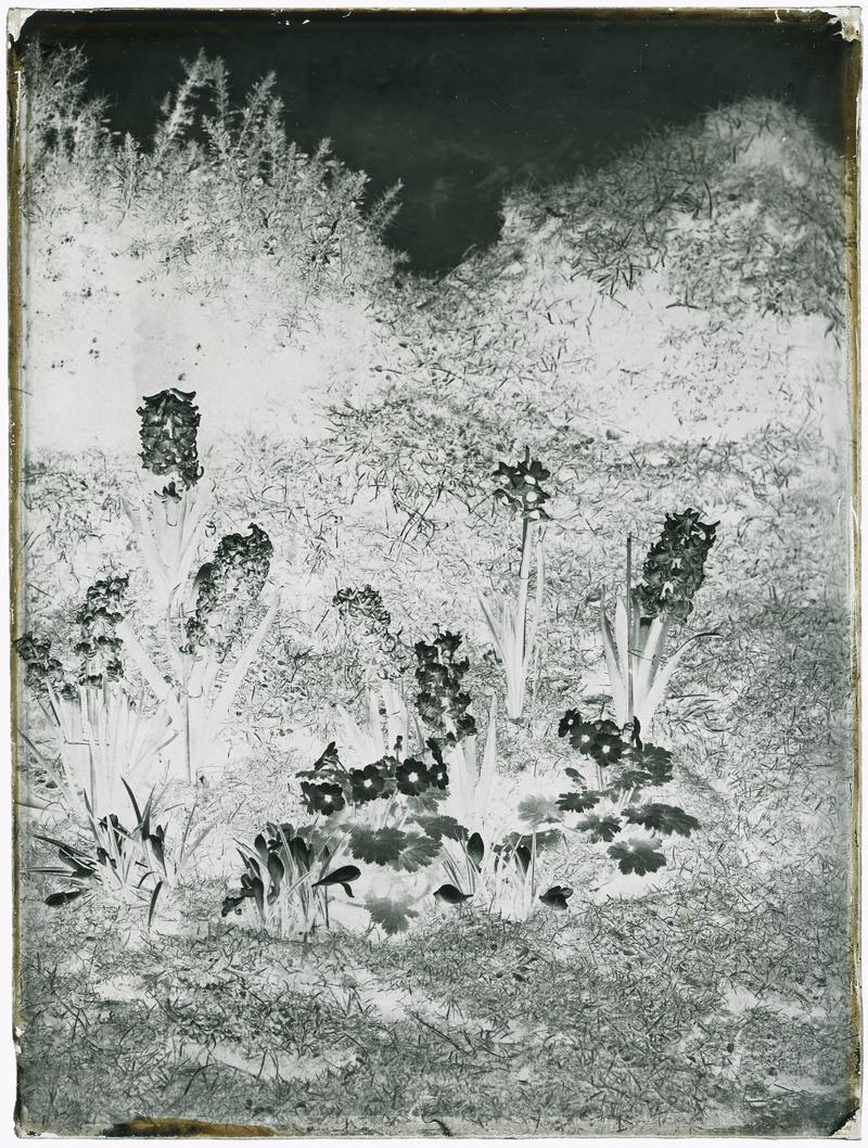 Hyacinths, glass negative