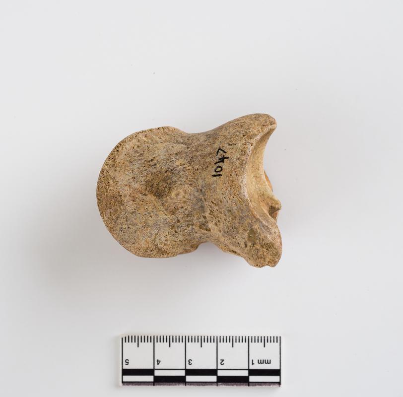 Pleistocene auroch bone