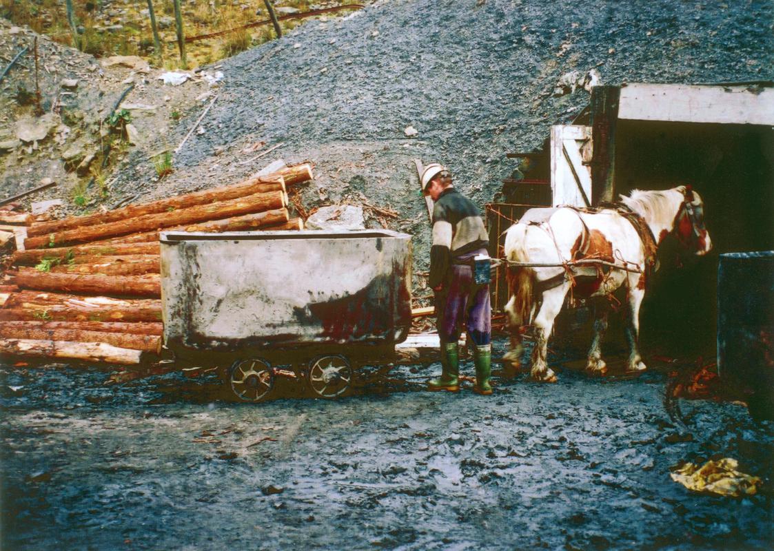 Colliery horse pulling a dram at Rithan mine