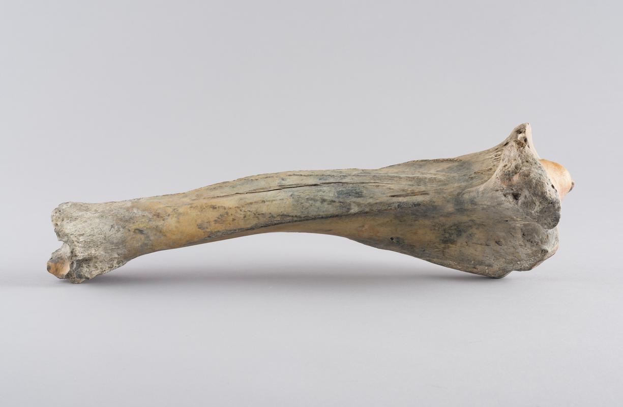 Holocene auroch bone