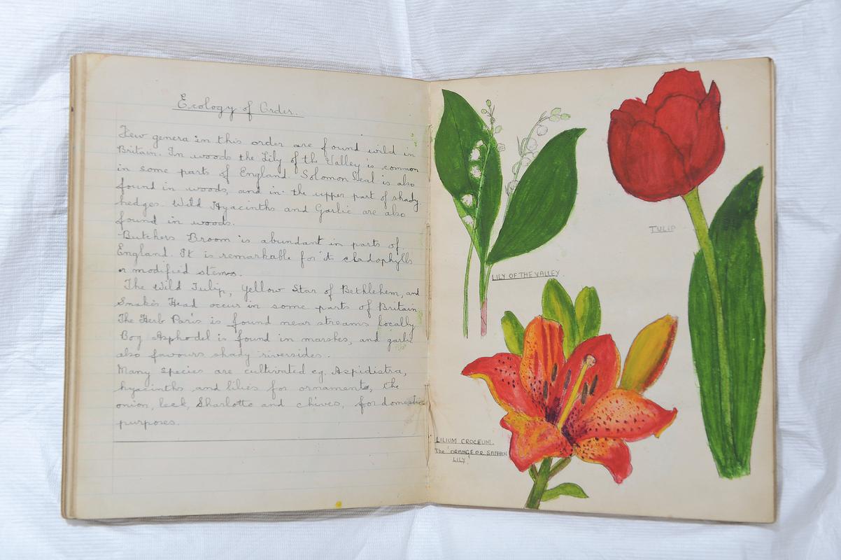 School exercise book, with hand-drawn botanical illustrations 1920.