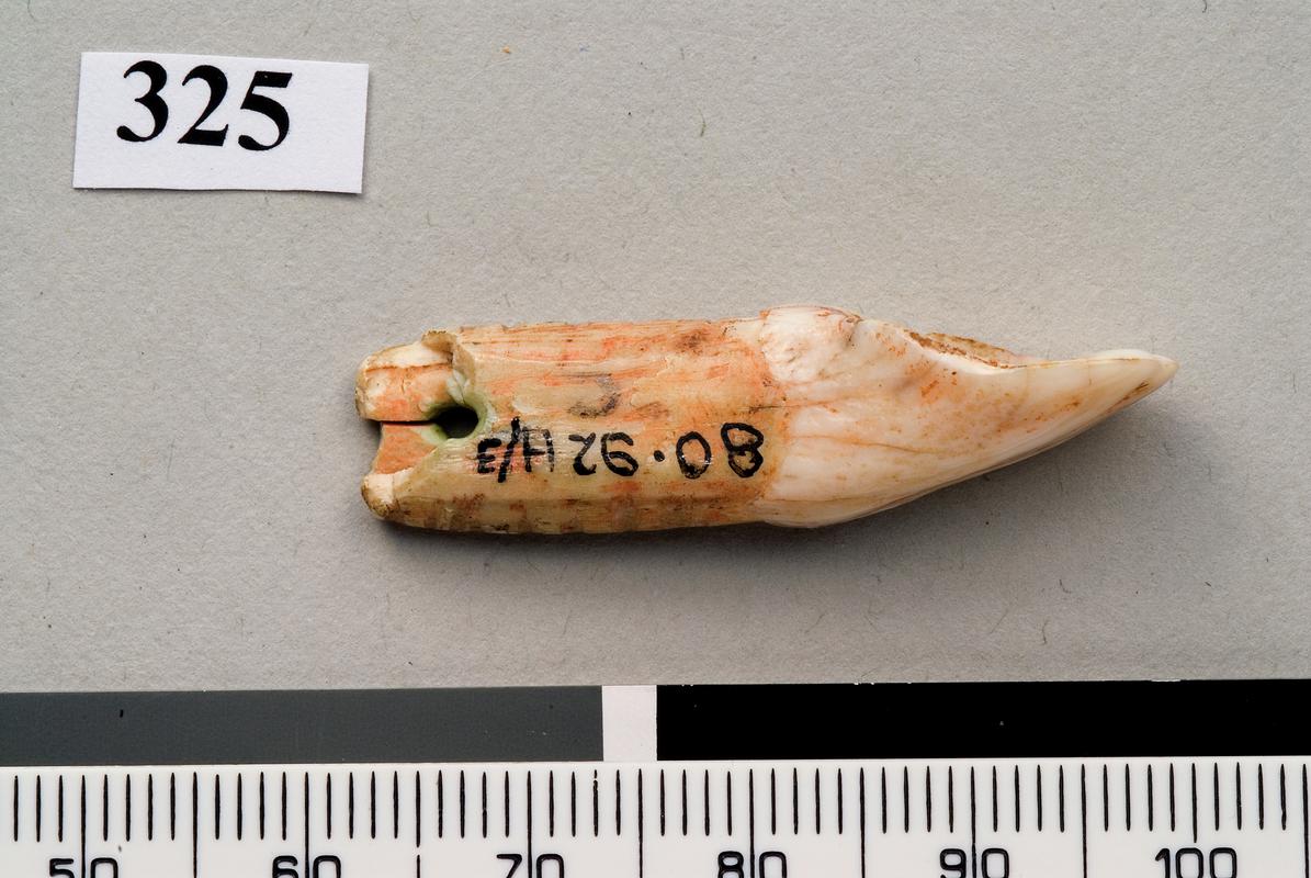 Upper Palaeolithic perforated tooth