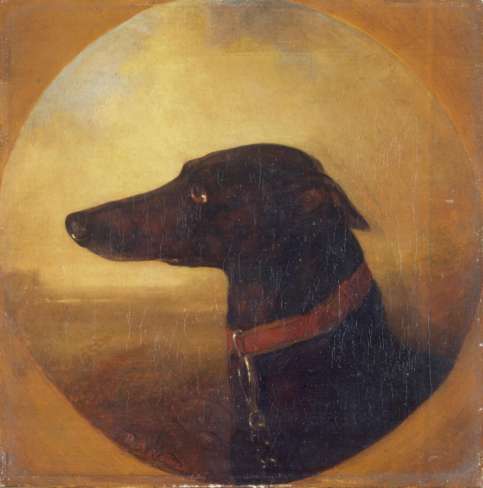 Portrait of a greyhound: "Bit o'Law"
