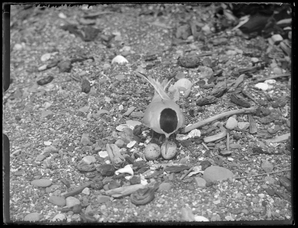 Little Tern at nest, glass negative