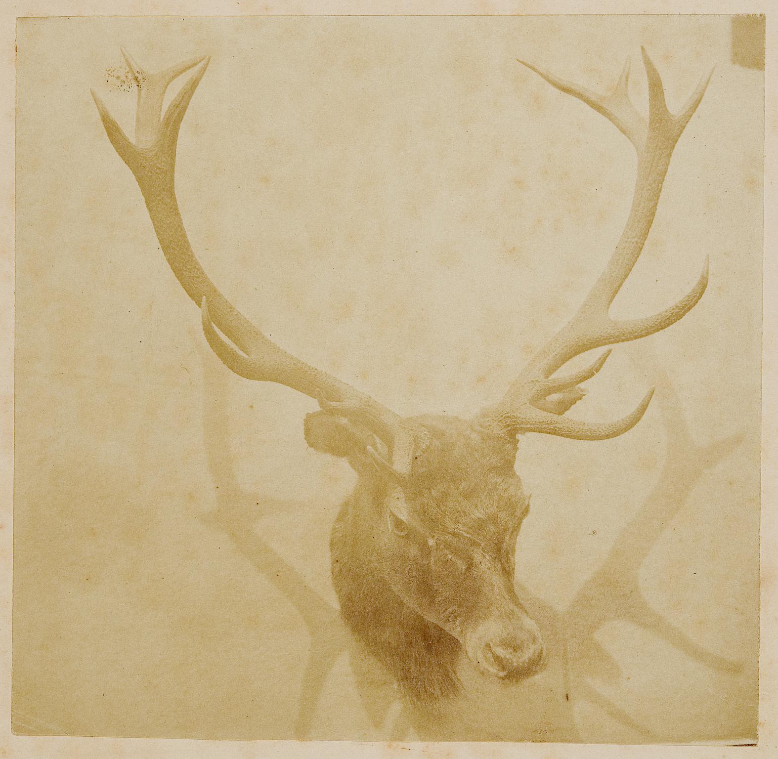 Mounted head of deer, photograph