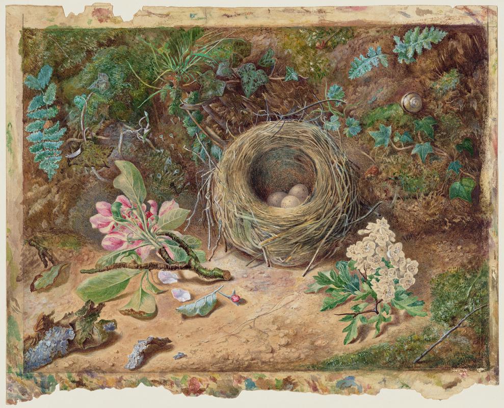 Bird&#039;s Nest