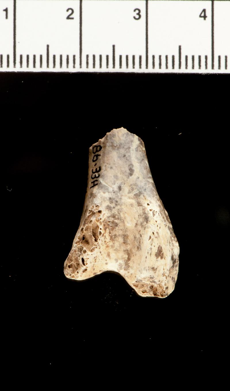 Pleistocene barnacle goose bone