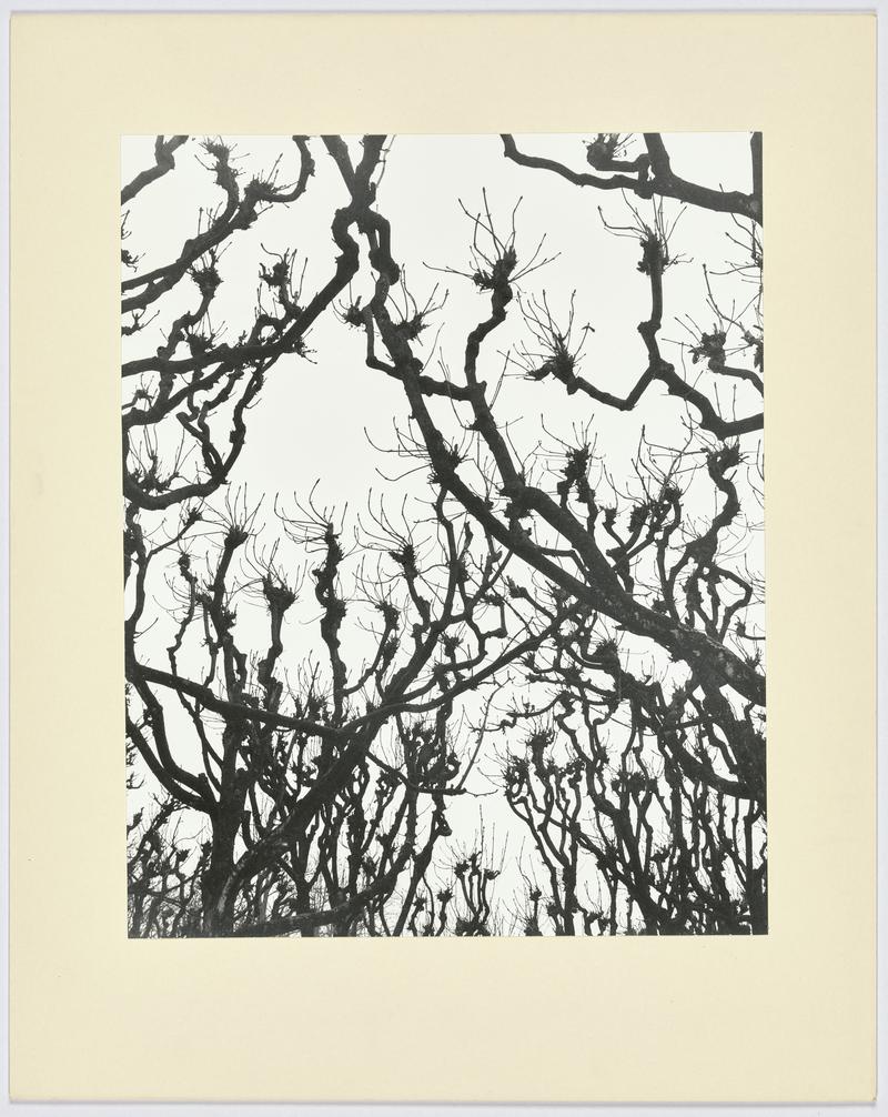 Tree silhouettes, January 1961