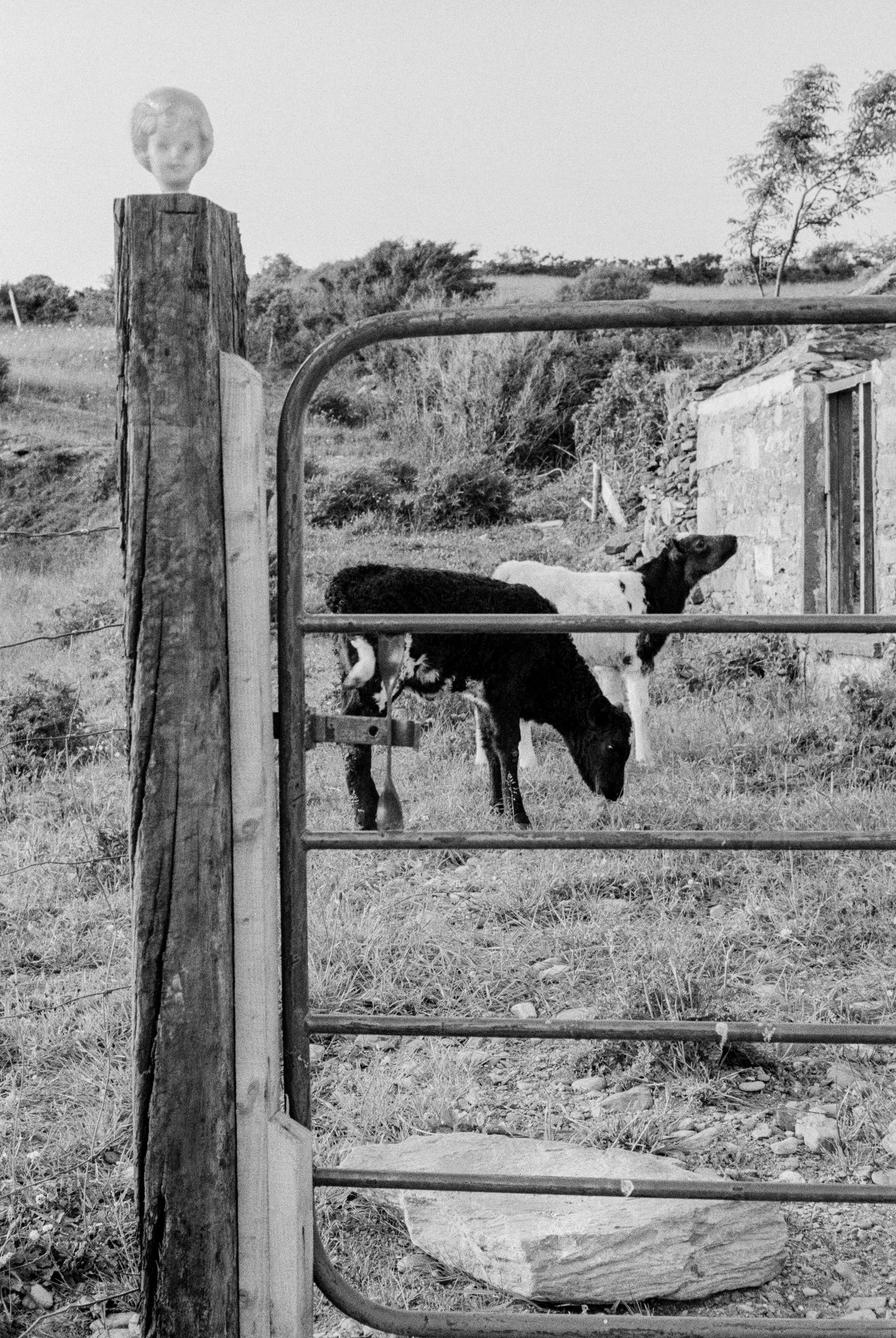 Farm gate. County Kerry. Kenmare. Ireland