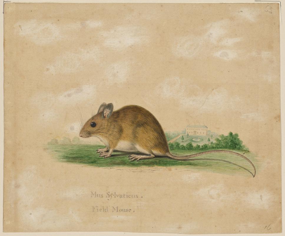 Longtailed Field Mouse