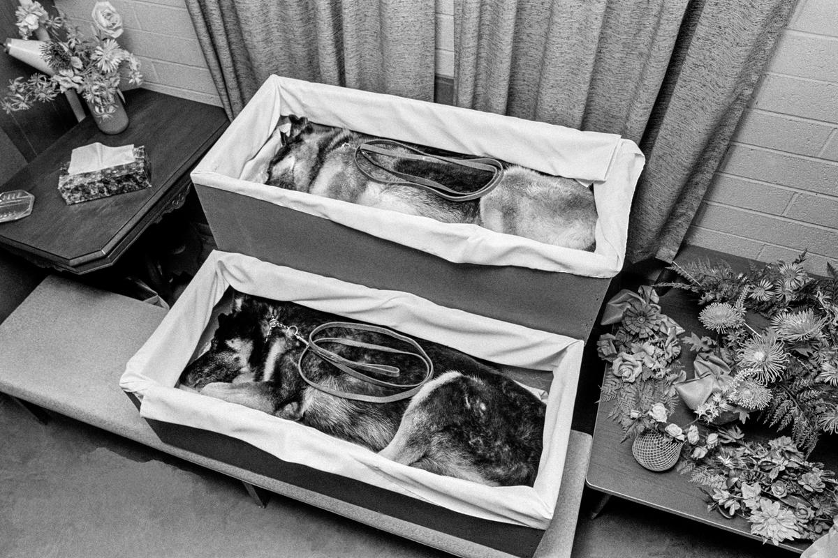 USA. ARIZONA. Tempe. Animal cemetery. Twin German Shepherds for burial. 1979.
