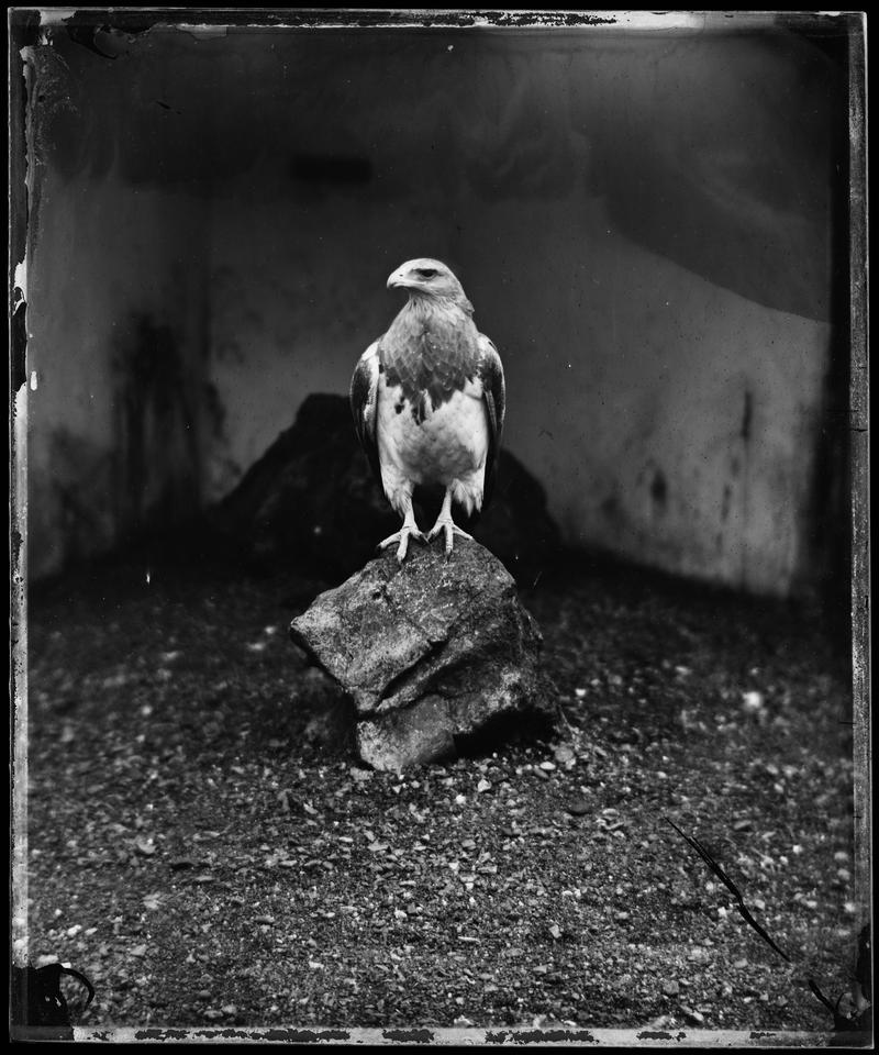 eagle at Bristol Zoological Gardens, glass negative